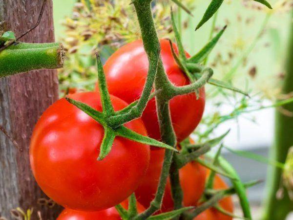 Описание сорта томата весна f1, рекомендации по выращиванию и уходу