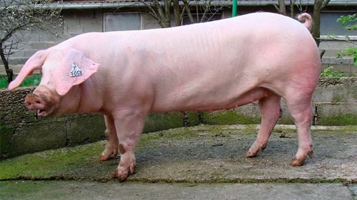Дюрок порода свиней: характеристика
