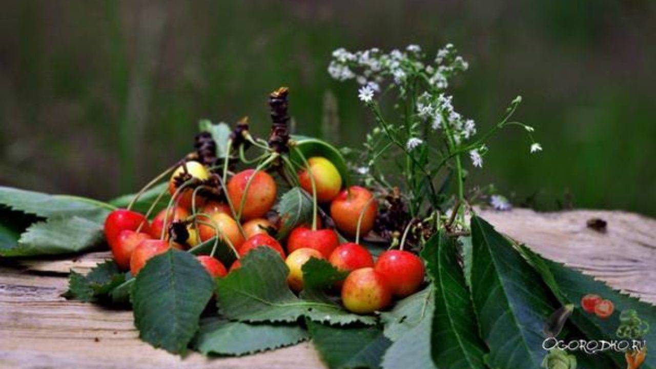 Черешня: польза и вред для организма, безопасные дозы сладкой ягоды. сколько калорий в черешне и какие витамины в ней есть?