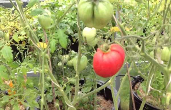 Выращивание помидоров в ведрах в открытом грунте и теплице
