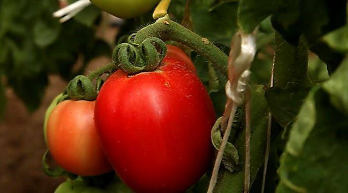 Томат сахарные пальчики: описание и характеристика сорта, урожайность с фото
