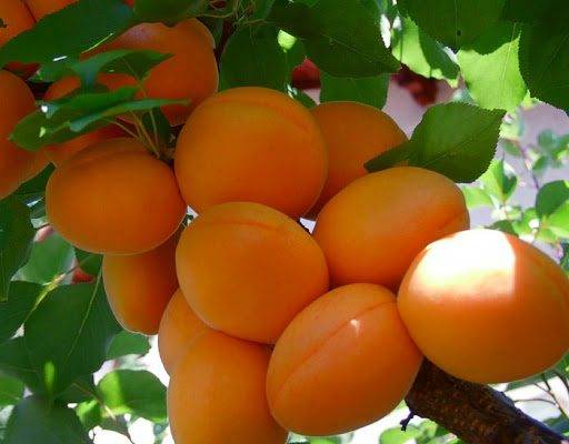 Лель: всё о выращивании популярного сорта абрикоса