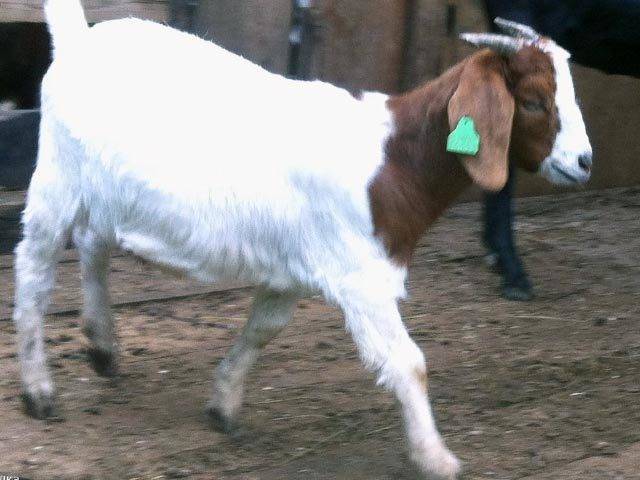 Описание и характеристики коз бурской породы, правила их содержания