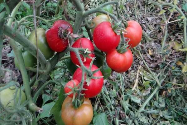 Один из представителей скороспелых — томат ранний грунтовый: характеристика и описание сорта