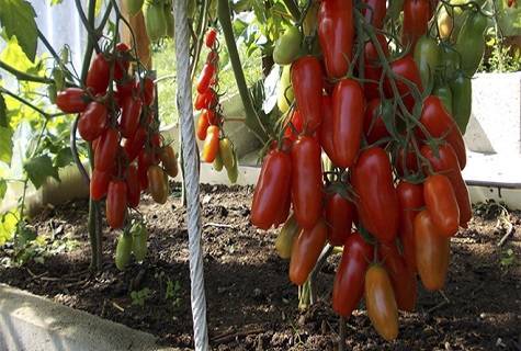 Описание сорта томата орлец, особенности выращивания и урожайность