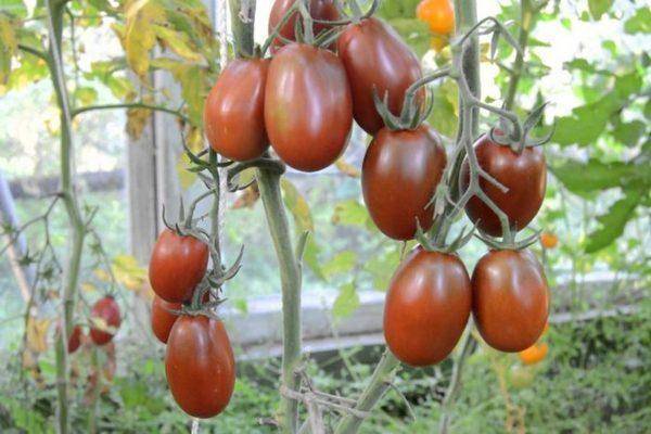 Описание сорта томата Черный русский, урожайность и выращивание