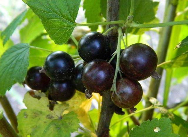 Черная смородина: выбор сорта, агротехника выращивания, посадка и уход за кустами