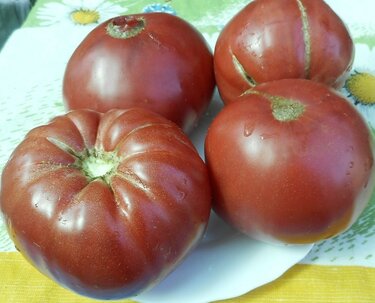 Описание сорта томата Пани Яна, его характеристика и урожайность