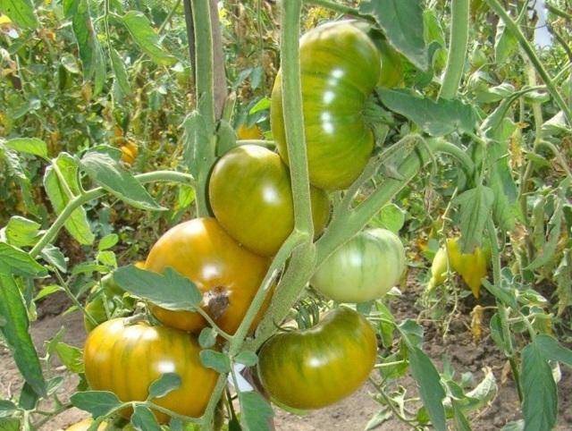 Как вырастить томат «болото»? описание и характеристики сорта