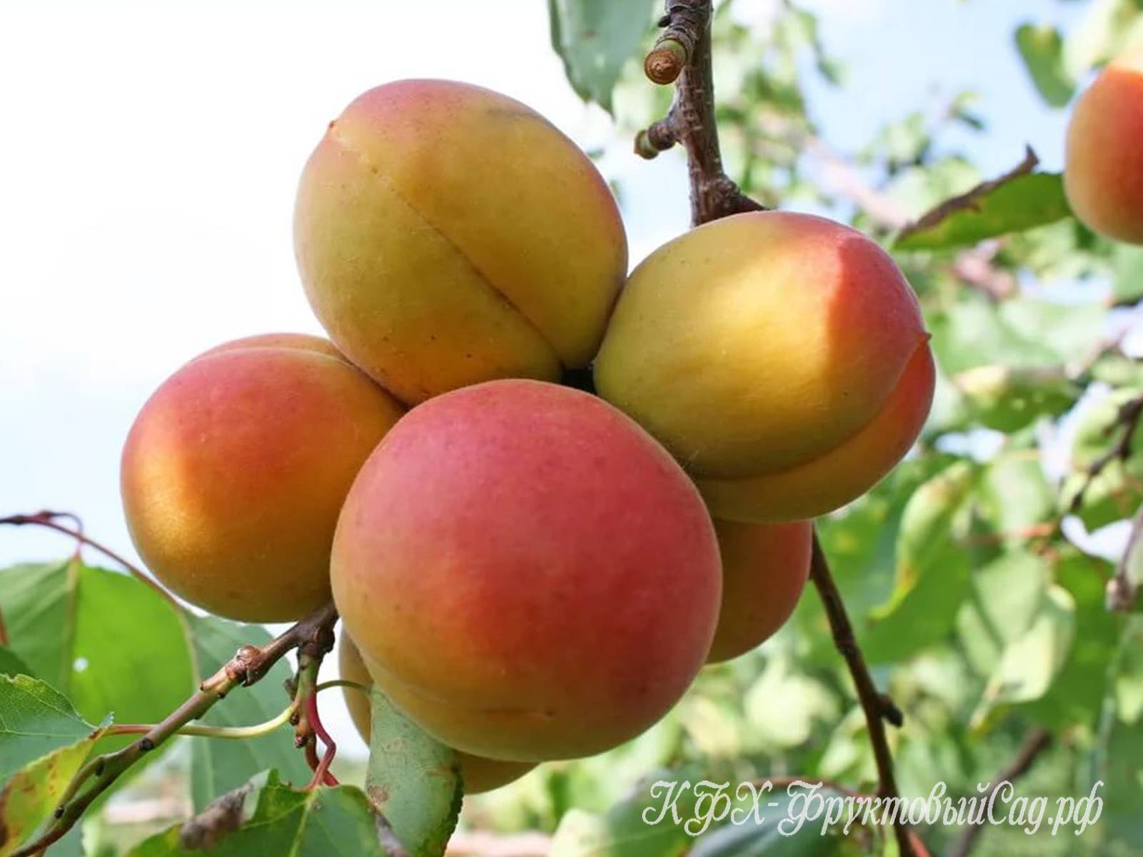 Колоновидная яблоня: особенности посадки саженцев
