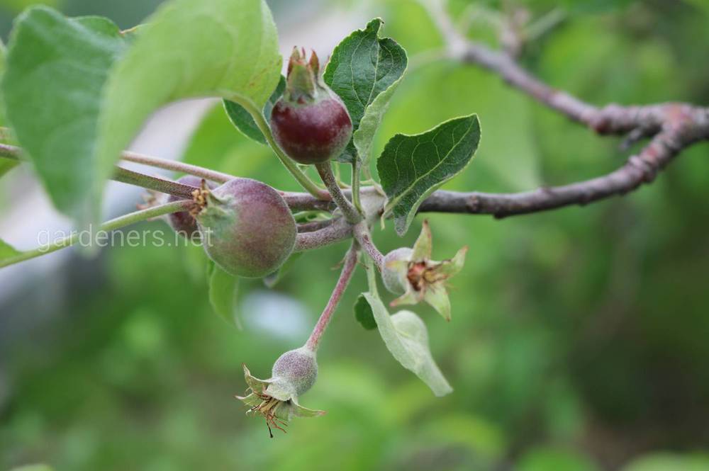 Яблонная плодожорка: как защитить сад от опасного вредителя?