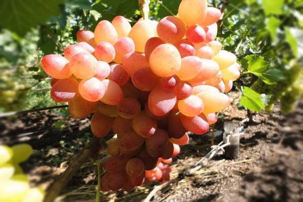 Виноград ландыш — характеристика и описание сорта