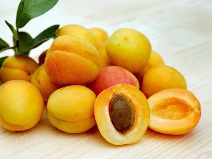 Характеристика сорта абрикосов медовый, описание урожайности, посадки и ухода