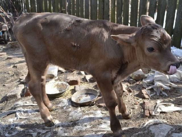 Описание и характеристика коров шведской породы, особенности содержания