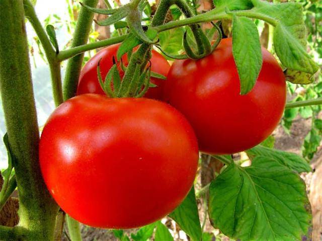 Томат груша красная: характеристика и урожайность сорта с фото