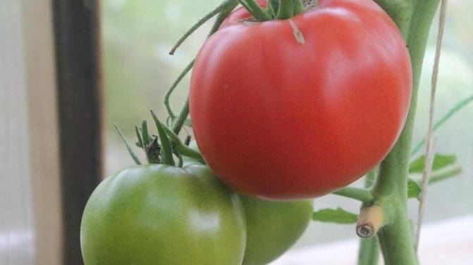 Толстой помидоры описание