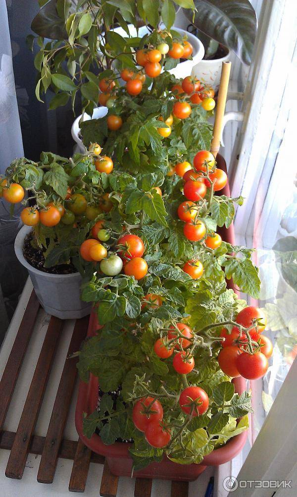 Описание, характеристика и выращивание сорта помидоров балконное чудо