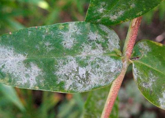 Болезни хризантем и их лечение – признаки болезни, чем опрыскивать + фото