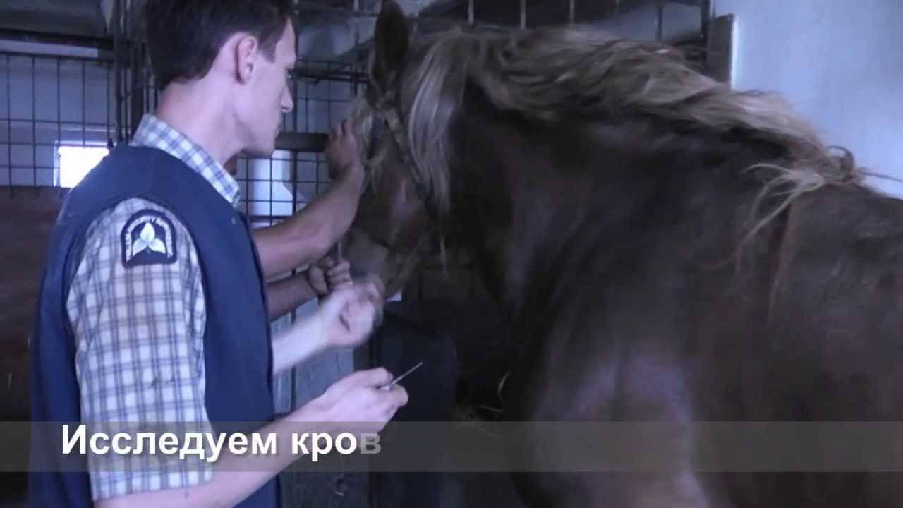 Эпизоотология и симптомы сапа у лошадей, методы лечения и профилактика