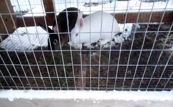 Правила содержания кроликов зимой на улице