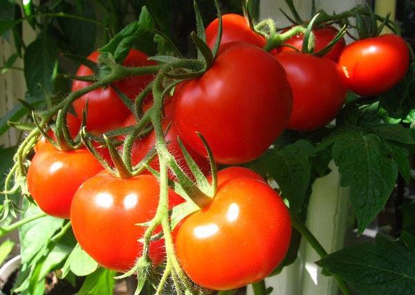 Непасынкуемые сорта томатов