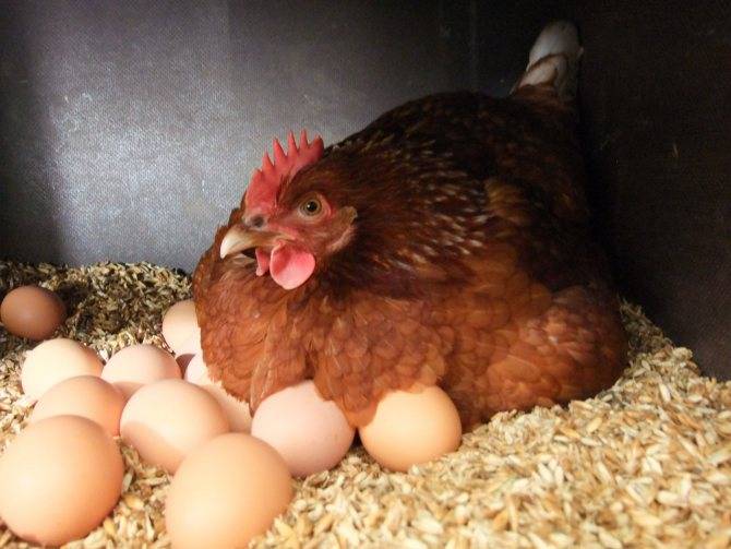 Почему куры клюют яйца и что делать?