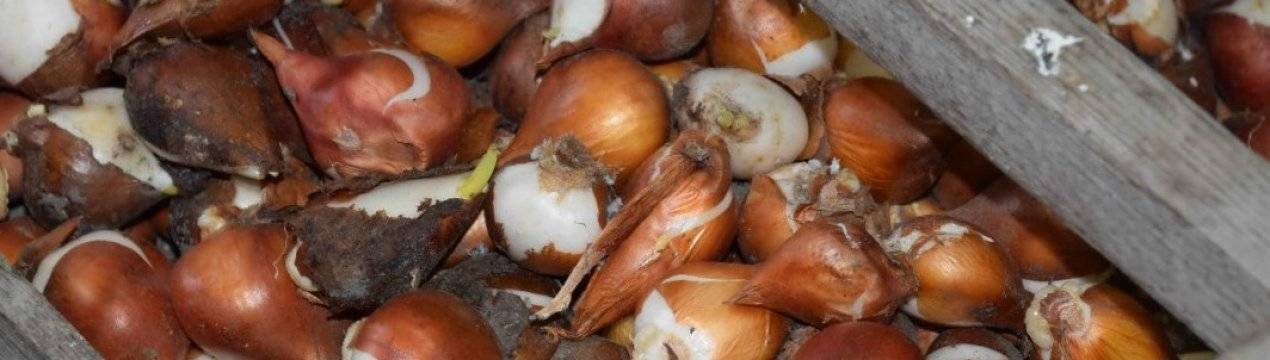 Когда выкапывать тюльпаны и как хранить до посадки осенью их луковицы