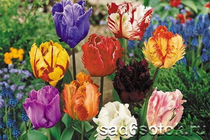 Лучшие сорта тюльпанов с фото и описанием