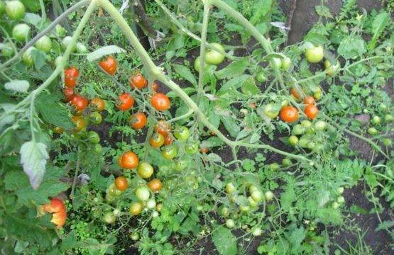 Томат сластена — описание сорта, урожайность, фото и отзывы садоводов