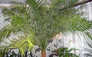 Финиковая пальма — как растет финик в домашних условиях