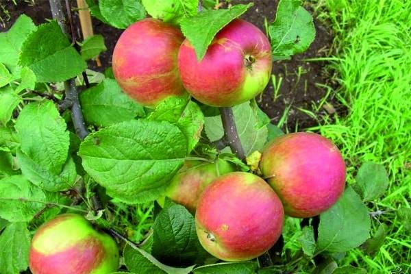 Описание и характеристики сорта яблони Орловское полесье, выращивание