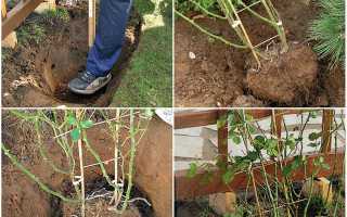 Как посадить хризантемы в открытый грунт весной и осенью