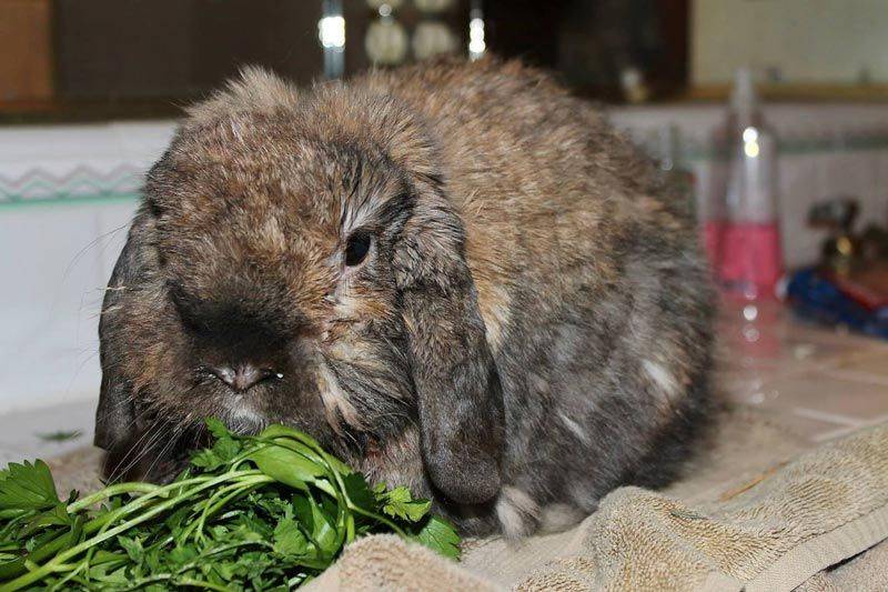 Почему дохнут кролики
