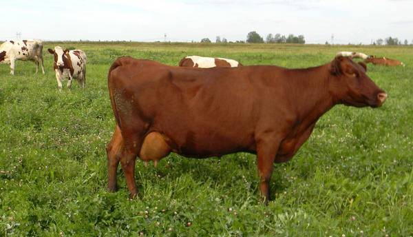 Черно-пестрая порода коров – характеристика скота и особенности молочной продуктивности