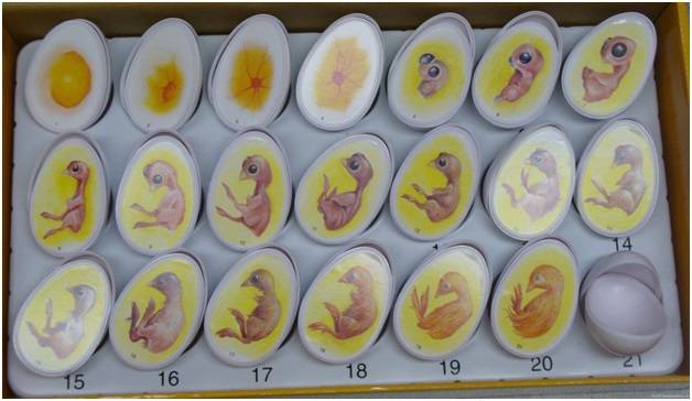 Инкубация куриных яиц