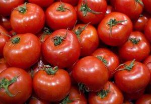 Отличный сорт помидор для выращивания в теплицах — томат «огородник» фото и описание