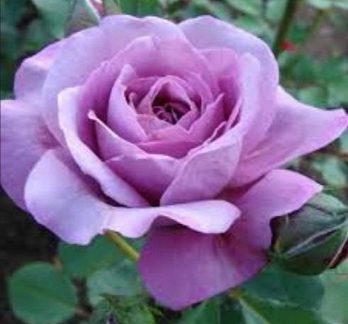 Розы плетистые сорта постоянного цветения: посадка и уход