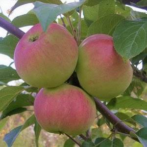 Описание яблони сорта ауксис, особенности посадки и ухода