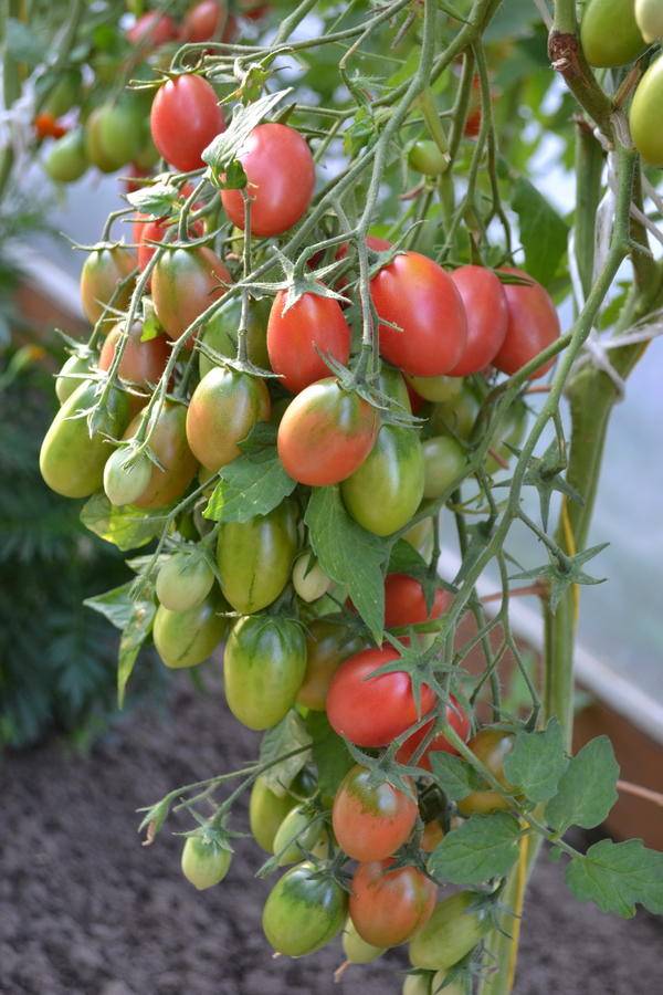 Какие посадить помидоры в теплице и в открытом грунте: лучшие предложения 2020 года
