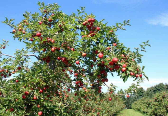 Народная яблоня осеннее полосатое: описание, фото