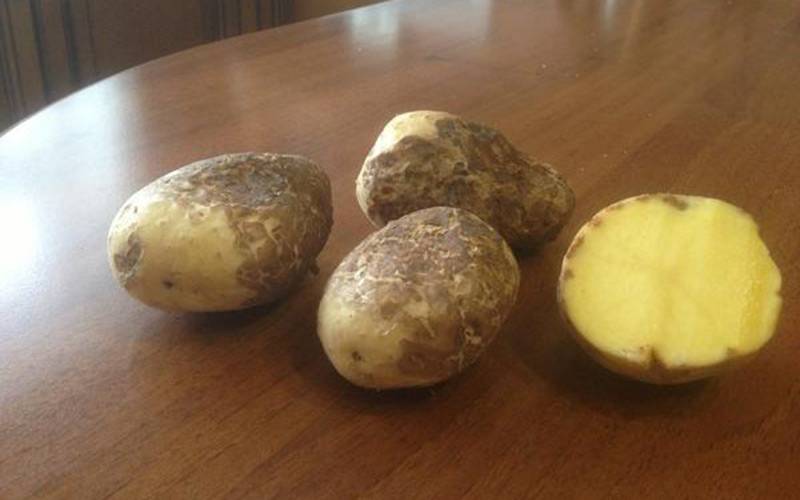 Парша картофеля (ризоктониоз): описание и лечение, как бороться