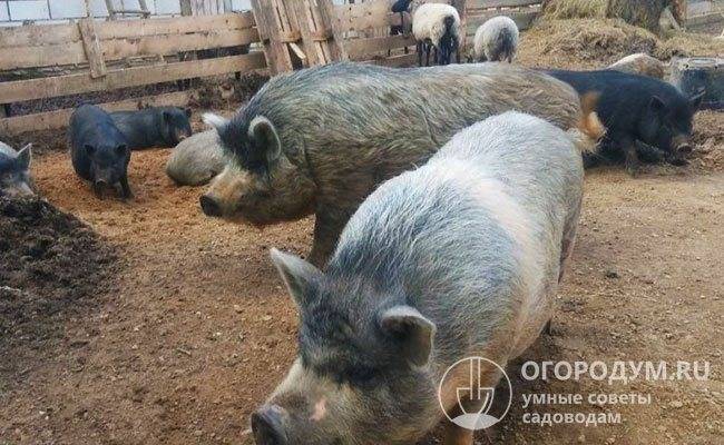 Полудикая порода свиней кармал: описание и преимущества