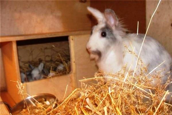 Определение беременности кроликов: сколько она длится и как протекает