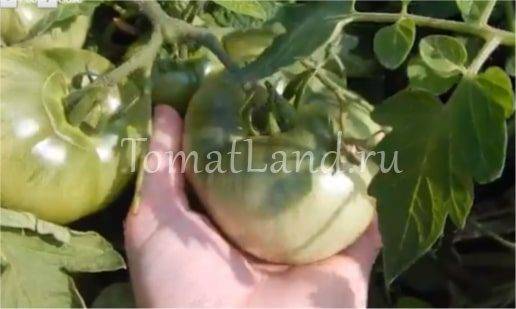 Сорта лабрадор — замечательные по вкусу томаты с ранним сроком созревания