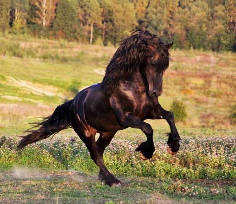 Сколько в среднем может весить лошадь и как определить массу, мировые рекорды