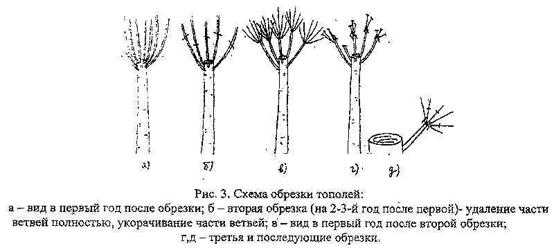Что такое обрезка грецкого ореха и для чего нужна эта процедура: различные схемы обработки дерева