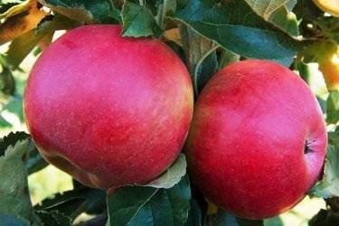 Описание и характеристики яблони сорта Солнышко, правила посадки и ухода