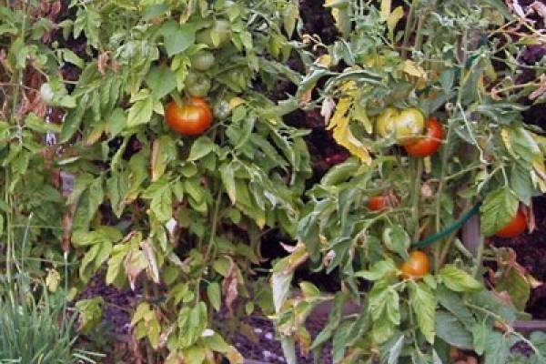 Почему желтеет рассада томатов на подоконнике