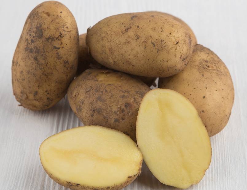 Описание сорта картофеля гала