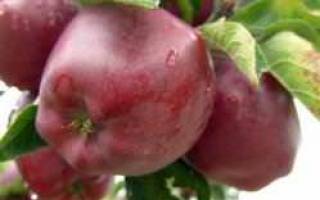 Яблоня «глостер»: описание сорта, фото и отзывы